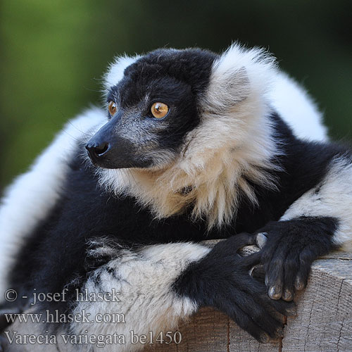 Vari bianconero Lemure variegato Lémur rufo blanco y negro de collar Лемур вари черно-белый пушистый Varecia variegata Black-and-white Ruffed Lemur Lemur vari Schwarzweißer Vari Maki vari noir blanc 흑백목도리여우원숭이 Varis primatas Lemur wari Varecia-preto-e-branco Vari eläin 領狐猴