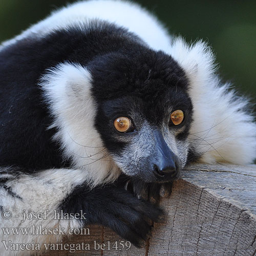 Лемур вари черно-белый пушистый Varecia variegata Black-and-white Ruffed Lemur Lemur vari Schwarzweißer Vari Maki vari noir blanc 흑백목도리여우원숭이 Varis primatas Lemur wari Varecia-preto-e-branco Vari eläin 領狐猴 Vari bianconero Lemure variegato Lémur rufo blanco negro collar