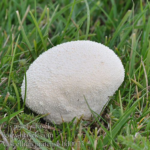 Vascellum pratense Lycoperdon Meadow Puffball Popelnička stlačená