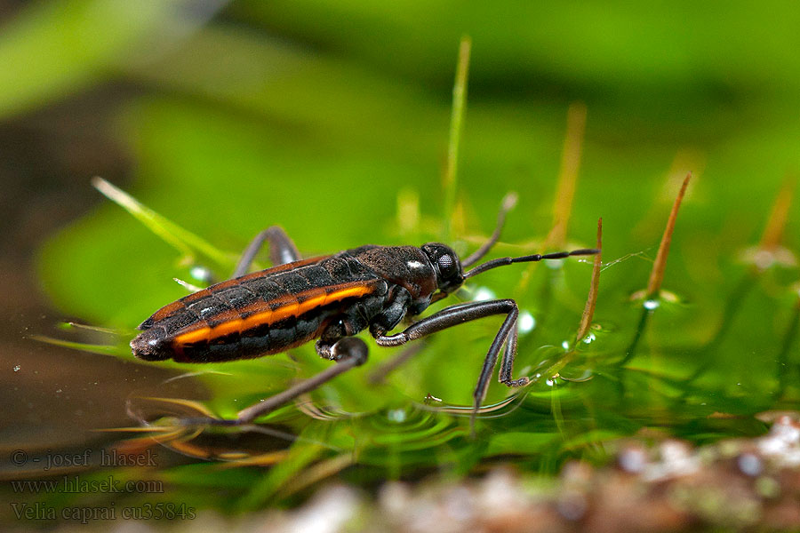 Plesica klinowata Beekloper Velia caprai