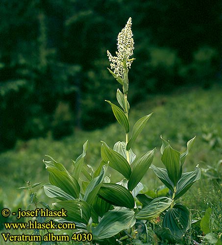 Veratrum album Weißer Germer Čemerys Ciemiężyca biała False Helleborine