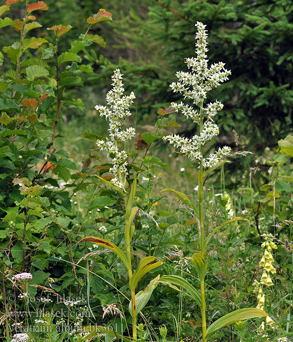 Veratrum album False Helleborine