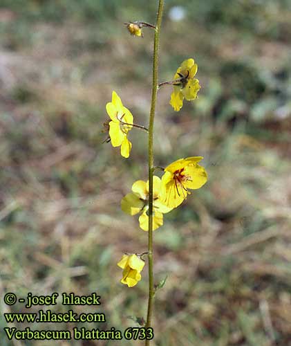 Verbascum blattaria Divizna švábová Moth mullein Лопен тъмен