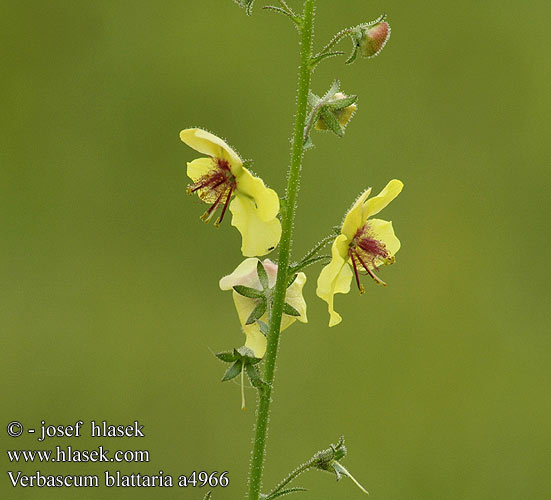 Molène blattaire Mottenkruid Verbasco polline シロバナモウズイカ