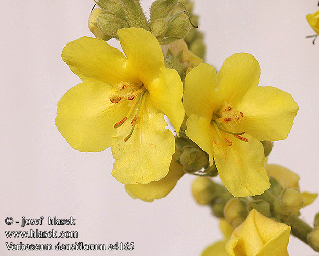 Verbascum densiflorum thapsiforme Molène fleurs denses Stalkaars