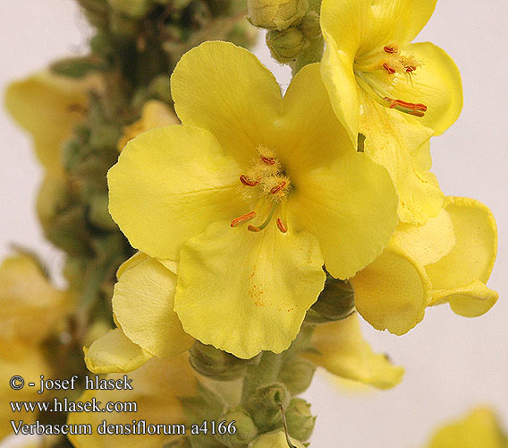 Orange Mullein Great Großblütige Königskerze Dziewanna wielkokwiatowa