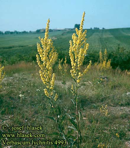 Verbascum lychnitis Mehlige Königskerze Melige toorts White mullein