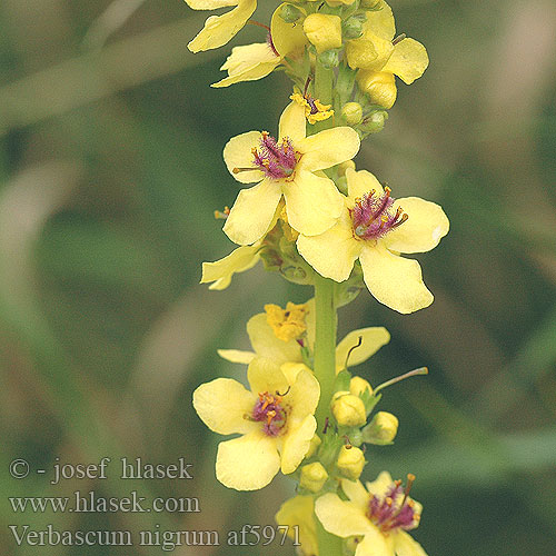 Verbascum nigrum Dark Mullein Schwarze Königskerze Dziewanna pospolita