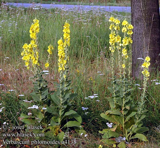 Verbascum phlomoides Divizna sápovitá Divozel sápovitý