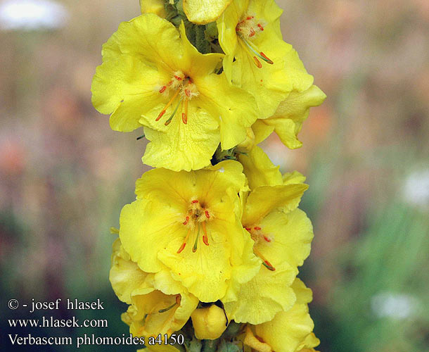 Gordolobo anaranjado Orange Mullein Wooly Лопен лечебен