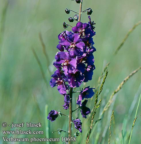 Verbascum phoeniceum Divizna brunátná Purple Mullein Showy