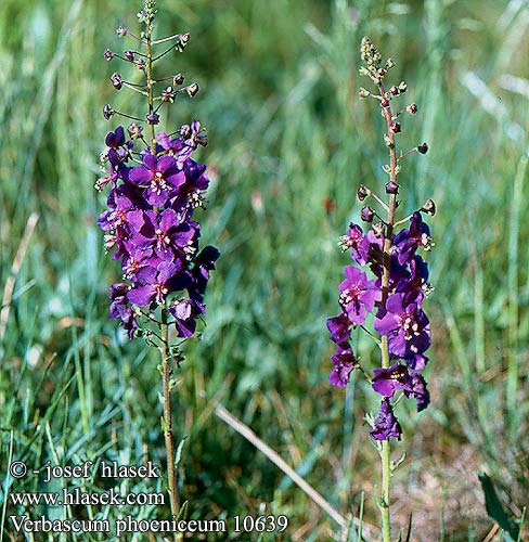 Лопен висок Purpur-Kongelys Purppuratulikukka Molène Phénicie