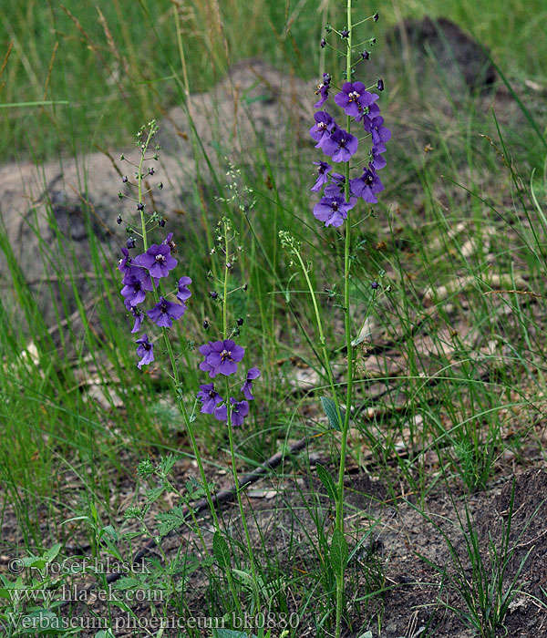 Lila ökörfarkkóró Violette Königskerze Purpurkongslys