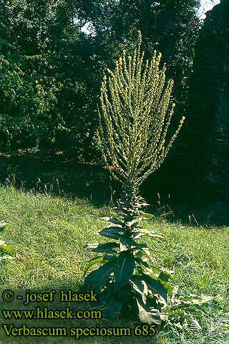 Verbascum speciosum Divizna ozdobná Showy mullein Hungarian