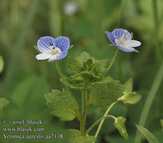 Veronica agrestis Rozrazil polní Green field speedwell Acker-Ehrenpreis