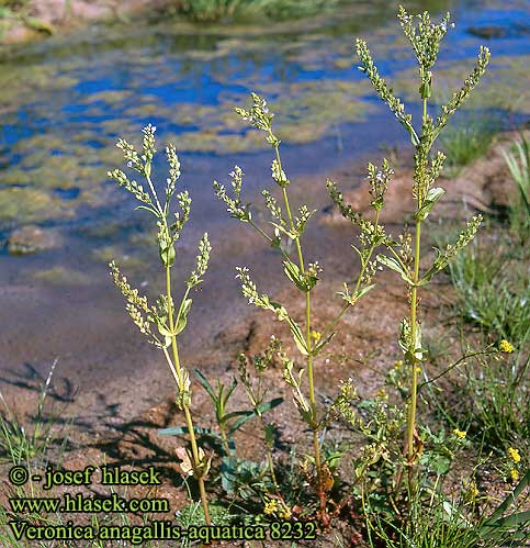 Veronica anagallis-aquatica Lancetbladet Ærenpris Konnantädyke