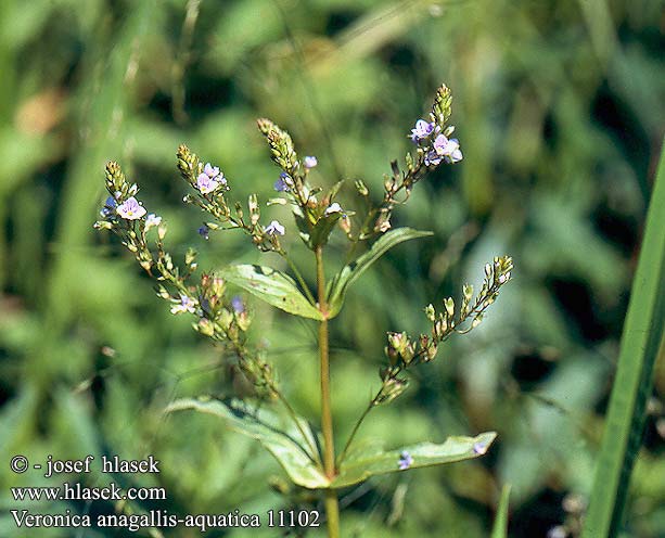 Veronica anagallis-aquatica Blaue Blauer Wasser-Ehrenpreis