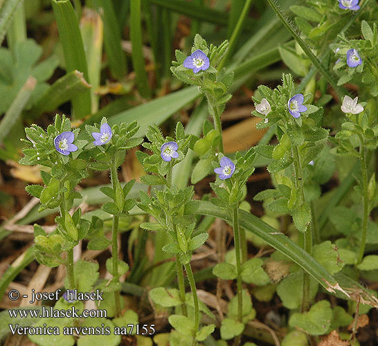 Veronica arvensis Rozrazil rolní Veronika roľná Corn Speedwell Wall Common