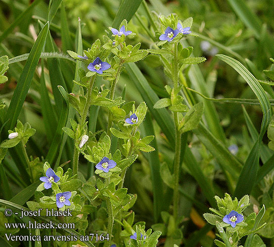 Veronica arvensis タチイヌノフグリ Veldereprijs Przetacznik polny Mark-Ærenpris