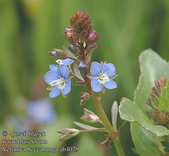 Veronica beccabunga マルバカワヂシャ Deréce veronika Bekkeveronika