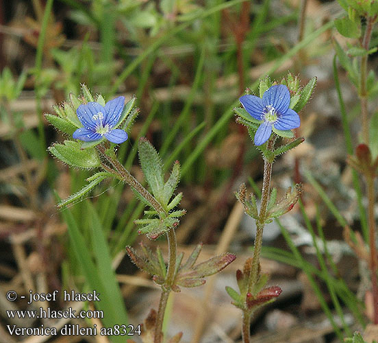 Veronica dillenii Véronique Dillen Dillenius' speedwell