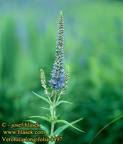 Veronica longifolia Langblättriger Blauweiderich Ehrenpreis