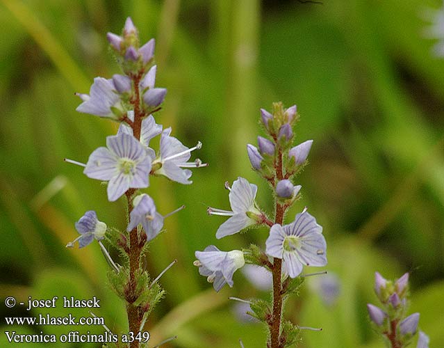 Veronica officinalis Echter Ehrenpreis Великденче Rozrazil lékařský