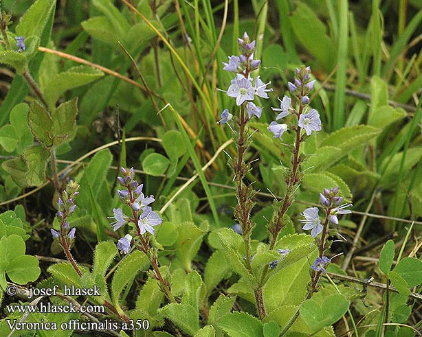 Veronica officinalis Véronique officinale Mannetjesereprijs