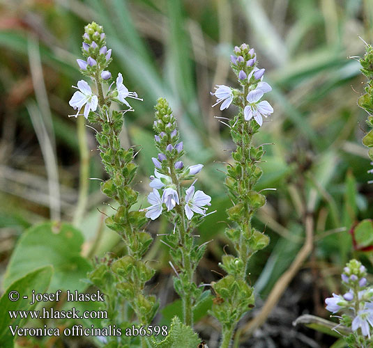 Veronica officinalis Вероніка лікарська Ärenpris Speedwell Heath