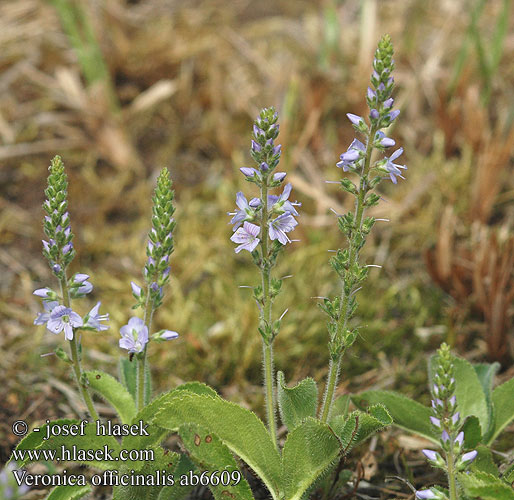 Veronica officinalis Вероника лекарственная Læge-Ærenpris Rohtotädyke