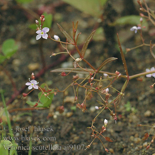 Veronica scutellata Rozrazil štítkovitý Skullcap speedwell Marsh