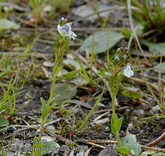 Veronica serpyllifolia Thyme-leaved speedwell Thymeleaf