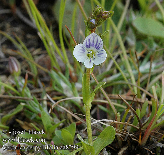 Veronica serpyllifolia Véronique feuilles serpolet Przetacznik macierzankowy