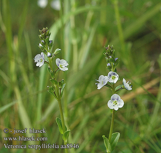 Veronica serpyllifolia コテングクワガタ Kakukkveronika Snauveronika