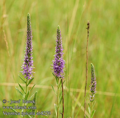 Veronica spicata Spiked Speedwell Ähriger Blauweiderich