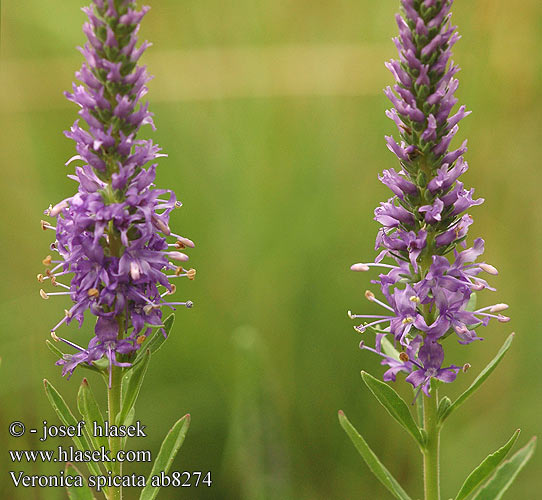 Veronica spicata ベロニカ（ルリトラノオ） Macskafarkú veronika Aksveronika