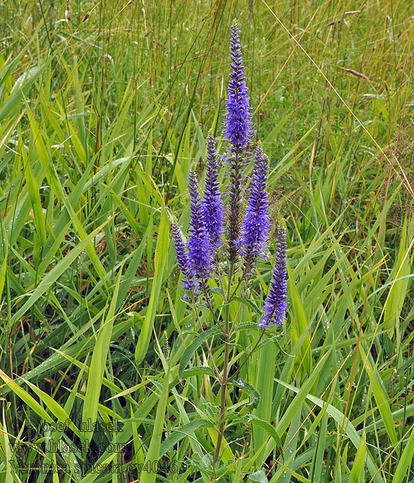 Veronica spicata Przetacznik kłosowy Aar-ereprijs Véronique épi