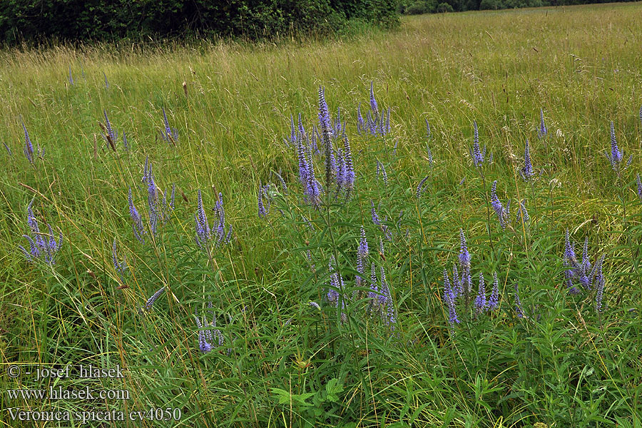 Veronica spicata Rozrazil klasnatý Aks-Ærenpris Tähkätädyke