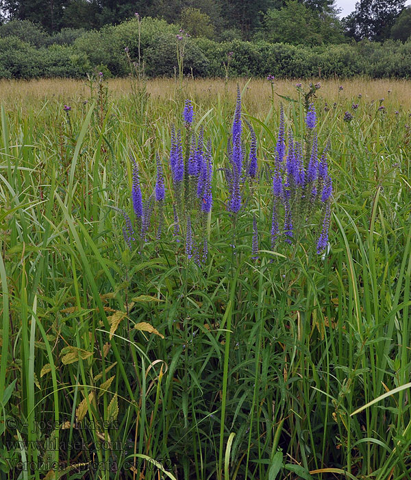 Veronica spicata ベロニカ（ルリトラノオ） Macskafarkú veronika Aksveronika