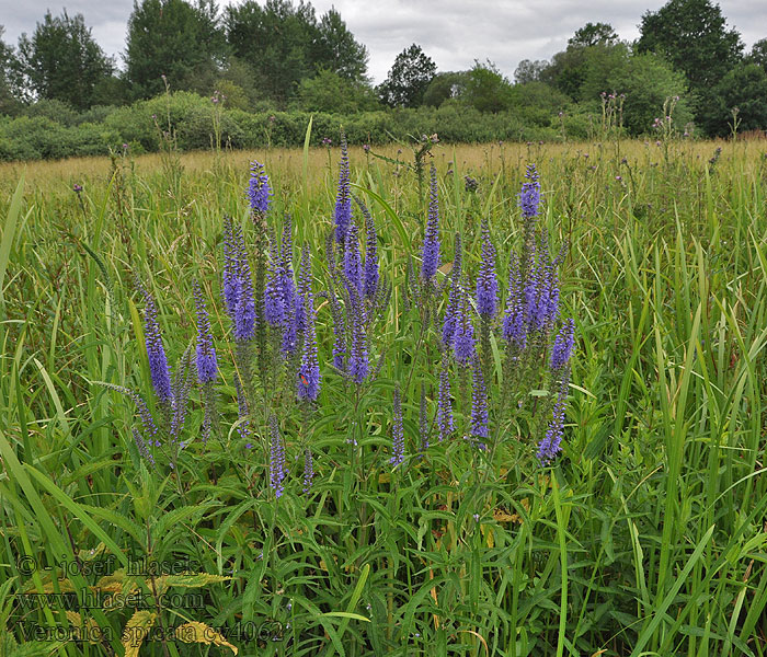 Veronica spicata Вероника колосовая Veronika klasnatá