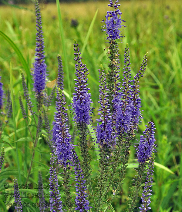 Rozrazil klasnatý Veronica spicata Pritlikava veronika Axveronika