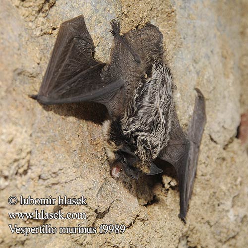 Vespertilio murinus discolor Tweekleurige vleermuis Двуцветен вечерник Zweifarbfledermaus Parti-coloured bat Kimolepakko Dvispalvis plikšnys Skimmelflaggermus Mroczek posrebrzany Netopier pestrý Večernica pestrá Gråskimlig fladdermus Netopýr pestrý Skimmelflagermus Sérotine bicolore Dvobojni šišmiš Serotino bicolore ヒメヒナコウモリ Fehértorkú denevér Skimmelflaggermus Mroczek posrebrzany Liliac fereastră ziduri Двуцветный кожан Dvobarvni netopir Dvobojni večernjak Murciélago bicolor Gråskimlig fladdermus Çift renkli yarasa Лилик двоколірний