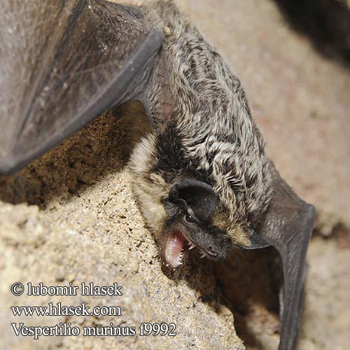 Двуцветен вечерник Zweifarbfledermaus Parti-coloured bat Kimolepakko Dvispalvis plikšnys Skimmelflaggermus Mroczek posrebrzany Netopier pestrý Večernica pestrá Gråskimlig fladdermus Netopýr pestrý Skimmelflagermus Sérotine bicolore Dvobojni šišmiš Serotino bicolore ヒメヒナコウモリ Fehértorkú denevér Skimmelflaggermus Mroczek posrebrzany Liliac fereastră ziduri Двуцветный кожан Dvobarvni netopir Dvobojni večernjak Murciélago bicolor Gråskimlig fladdermus Çift renkli yarasa Лилик двоколірний Vespertilio murinus discolor Tweekleurige vleermuis