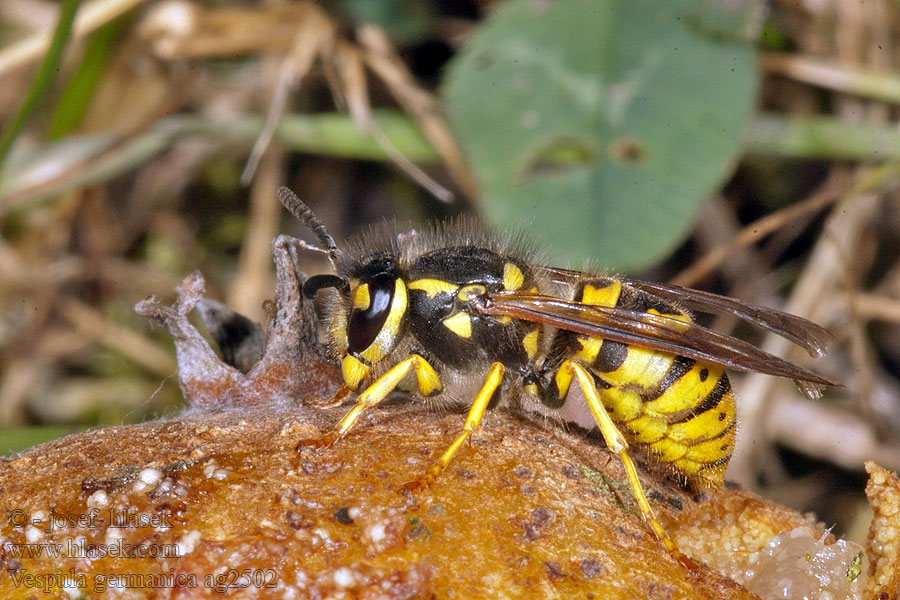 Vespula germanica Vosa útočná Deutsche Wespe Osa dachowa