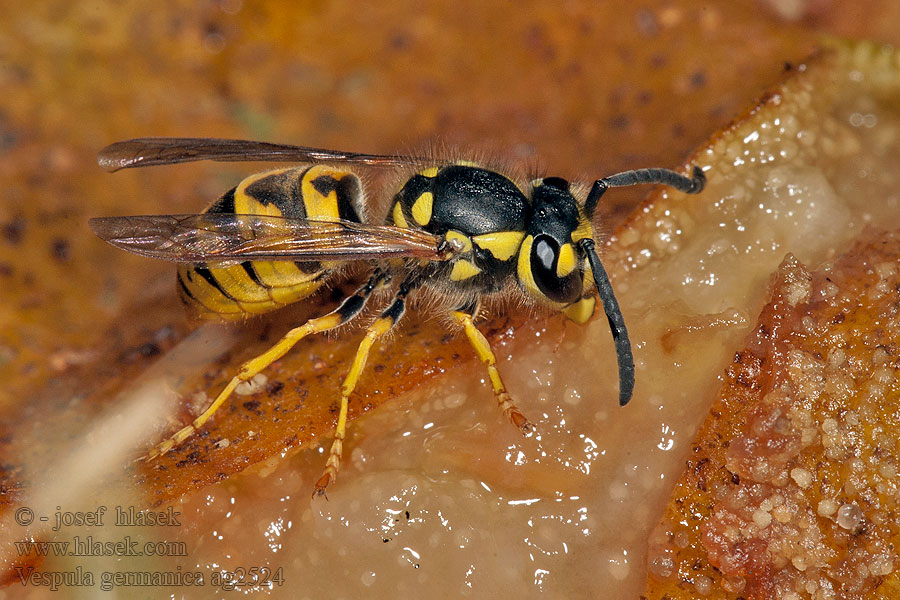 Vespula germanica Оса германская Duitse wesp German wasp