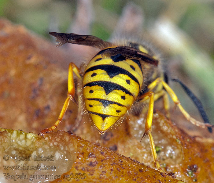 Vespula germanica Német darázs Osa útočná Tyskgeting