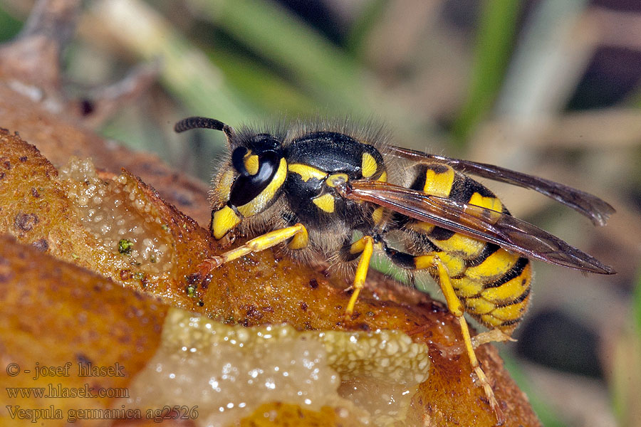 Vosa útočná Deutsche Wespe Vespula germanica