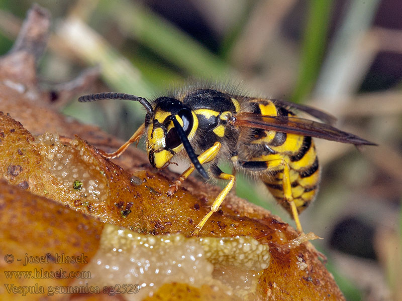 Osa dachowa Оса германская Vespula germanica