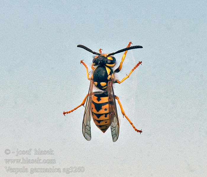 Duitse wesp German wasp Német darázs Vespula germanica