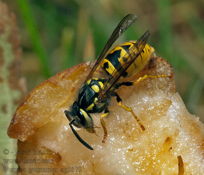 Osa útočná Tyskgeting Vespula germanica